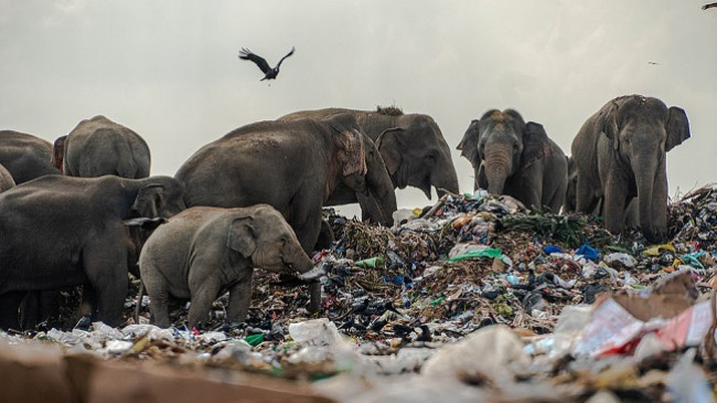 Imazhet tronditëse tregojnë tufë elefantësh duke ngrënë mbeturina