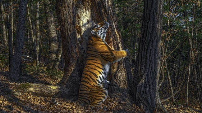 Tigri që përqafon pemën, shpallet fotografia më e mirë nga bota e egër [Foto]