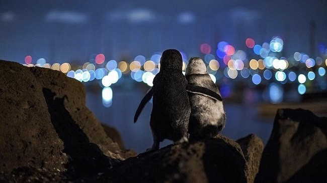 Fotografia e dy pinguinëve duke ngushëlluar njëri-tjetrin zgjidhet më e mira për vitin 2020