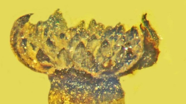 Zbulohet një lule e çelur në epokën e dinosaurëve