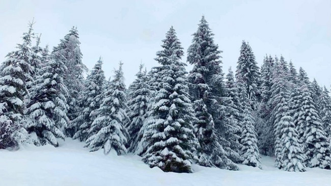 'Brrrrrrrr!': Vishuni trashë, acari siberik përfshin Kosovën