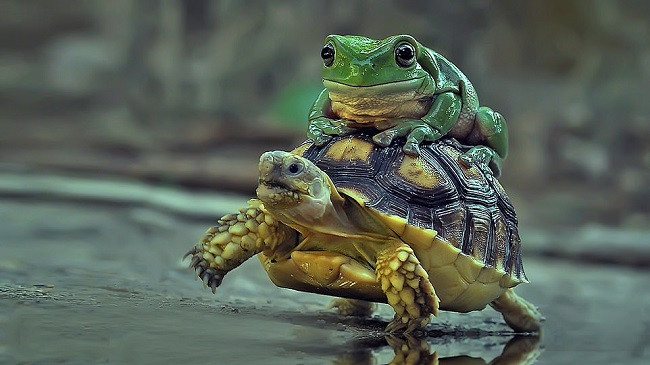 Fotografi kap momente mahnitëse të dy mikeshave të pandara