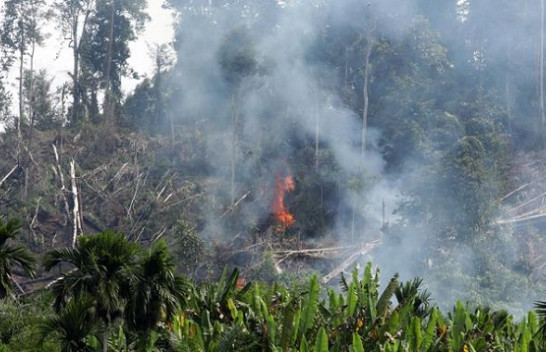 Shkatërrimi i pyjeve tropikale është rritur për 12 për qind në vitin 2020