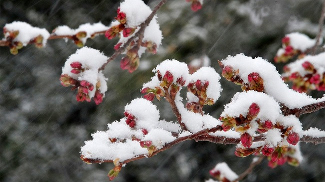 Rikthehet i ftohti polar, disa këshilla për fermerët që t’i mbrojnë pemishtet nga ngricat