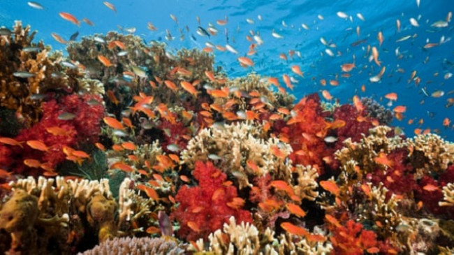 Një aplikacion në telefon/ Zgjidhja e shkencëtarëve të NASA-s për të shpëtuar koralet