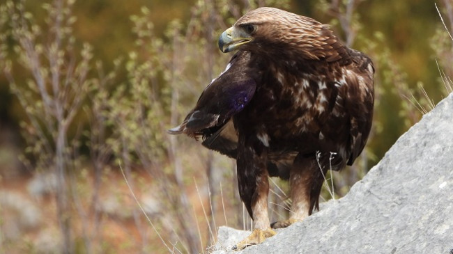 Rikuperohet shqiponja pasi u gjet e plagosur, pajiset me GPS dhe i kthehet qiellit [Foto]