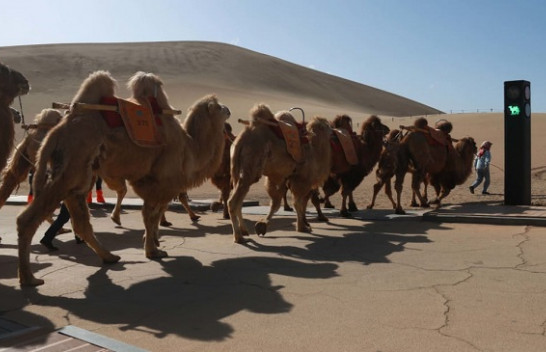 Kina me semaforin e parë për deve në botë