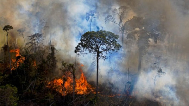 Pyjet e Amazonës lëshuan më shumë karbon sesa thithën gjatë 10 viteve të fundit