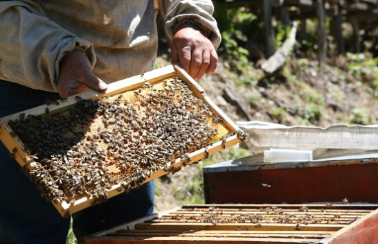 Përdorimi i tepërt i pesticideve kërcënon popullatën e bletëve në Turqi, thonë ekspertët