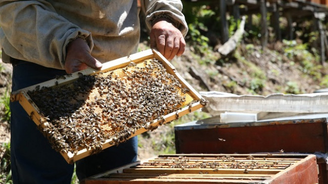 Përdorimi i tepërt i pesticideve kërcënon popullatën e bletëve në Turqi, thonë ekspertët