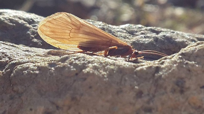 Potamophylax qafshtamaensis – insekti më i ri i zbuluar nga biologu Halil Ibrahimi