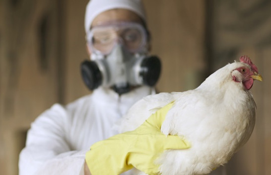 Gripi i shpezëve H5N8 prezent në Kosovë