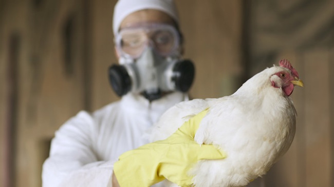 Gripi i shpezëve H5N8 prezent në Kosovë