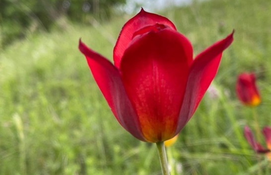 Tulipani shqiptar, lulja më e bukur dhe e rrallë që rritet vetëm në Shqipëri