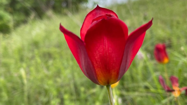 Tulipani shqiptar, lulja më e bukur dhe e rrallë që rritet vetëm në Shqipëri