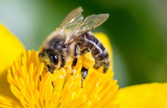 Ndikimi toksik i pesticideve në bletë është dyfishuar, tregon studimi