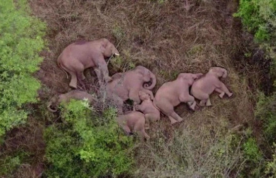 Tufa e elefantëve të famshëm të Kinës, kapet duke pushuar pas 600 kilometra rrugëtim