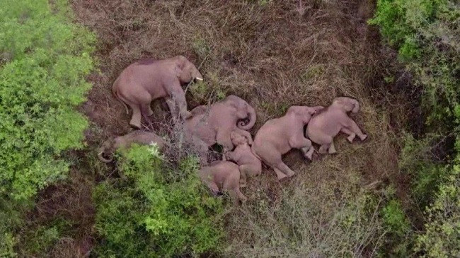 Tufa e elefantëve të famshëm të Kinës, kapet duke pushuar pas 600 kilometra rrugëtim