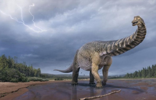 I gjatë sa një fushë basketbolli, shkencëtarët zbulojnë mbetjet e dinozaurit më të madh që jetonte në Australi