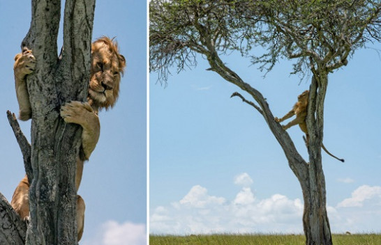 Edhe ‘mbreti i xhunglës’ frikësohet, ngjitet në pemë për t’i shpëtuar tufës së nevrikosur të buallëve [Fotot]