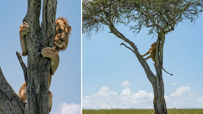 Edhe ‘mbreti i xhunglës’ frikësohet, ngjitet në pemë për t’i shpëtuar tufës së nevrikosur të buallëve [Fotot]