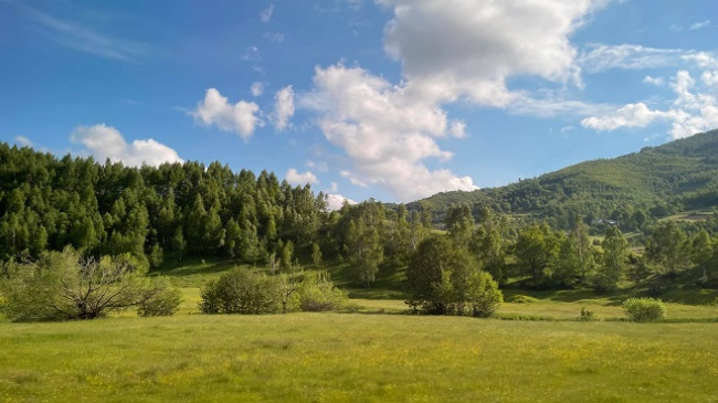 Mështekna – Druri i artë që rritet në Shqipëri