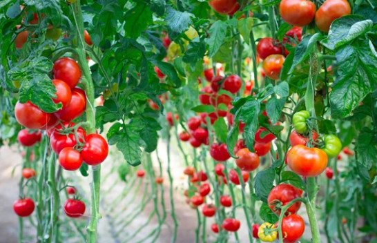 Shkencëtarët zbulojnë se si të ndryshojnë ngjyrën e domates dhe shpejtësinë e pjekjes