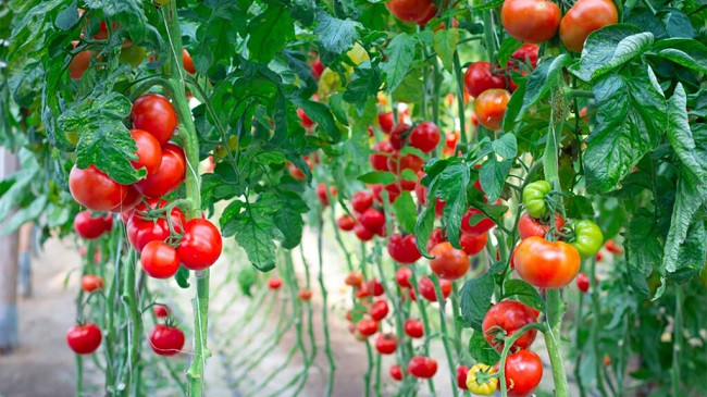 Shkencëtarët zbulojnë se si të ndryshojnë ngjyrën e domates dhe shpejtësinë e pjekjes