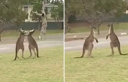 Sherr kangurësh në Australi [Video]
