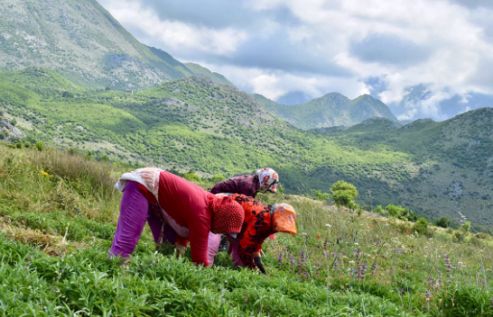 BBC: Bimët e maleve të Shqipërisë që na ruajnë rininë