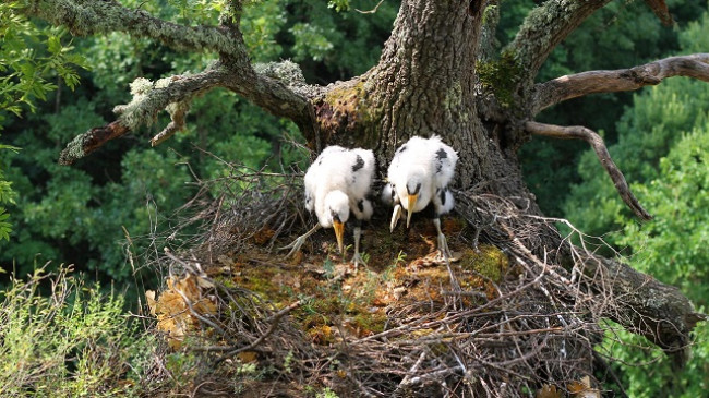 Unazohen për herë të parë dy zogjtë e Lejlekut të Zi në Kosovë [Foto]
