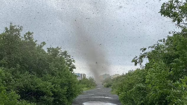 Momente tmerruese kur “tornadot e mushkonjave” mbulojnë diellin në Rusi