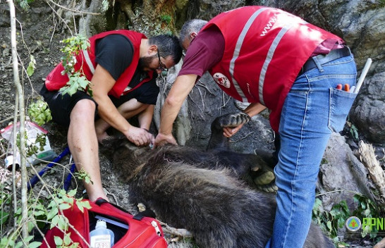 Prej më shumë se tri ditësh i zënë në kurth, shpëtohet ariu i murrmë në Kukës