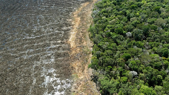 Shpyllëzimi në Amazonë redukton reshjet e shiut