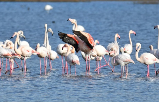 Rikthehen flamingot në lagunën e Vainit në Lezhë