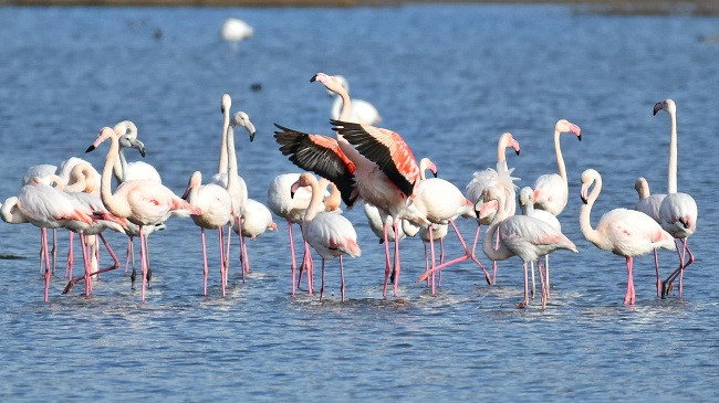 Rikthehen flamingot në lagunën e Vainit në Lezhë