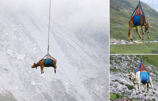 E çuditshme por e vërtetë, lopët në Zvicër ‘fluturojnë’ me helikopterë për të zbritur nga malet