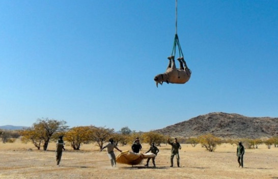 Transportimi i rinoqerontëve me helikopter fiton çmimin Ig Nobel