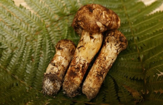 Japoni, tri kërpudha Matsutake me peshë 70 gramë shiten për 7.600 dollarë