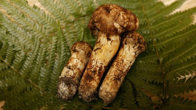 Japoni, tri kërpudha Matsutake me peshë 70 gramë shiten për 7.600 dollarë