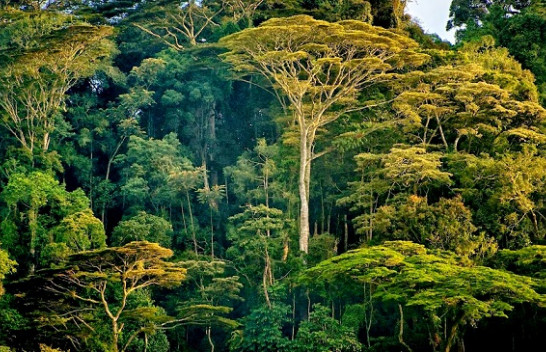 Afrikë, zbulohen më shumë se 7 miliard pemë të reja