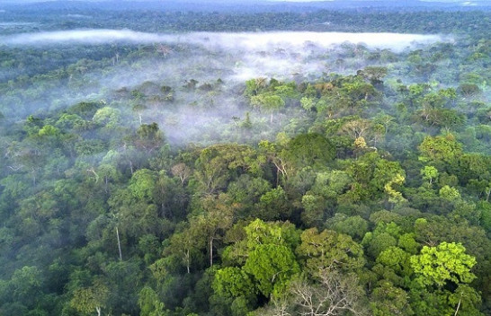 Mbrojtja e pyjeve tropikale të Amazonës, njihuni me nismën e fundit të Facebook