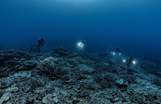 Shkencëtarët zbulojnë shkëmbinj nënujorë koralorë 'të pacenuar' të padëmtuar nga ngrohja globale