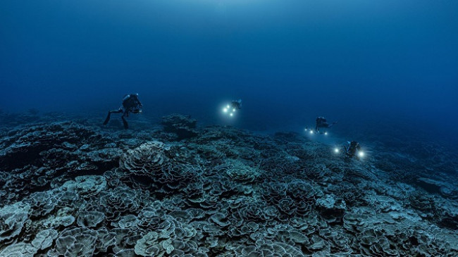 Shkencëtarët zbulojnë shkëmbinj nënujorë koralorë 'të pacenuar' të padëmtuar nga ngrohja globale