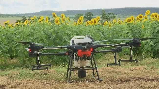 Mbjellja e lulediellit me dron në një fermë moderne të Australisë