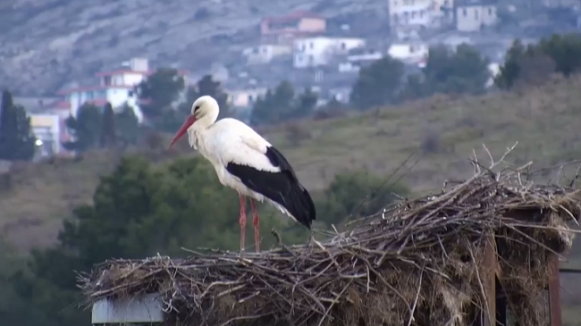 Lejleku i Gjirokastrës rikthehet në shtëpi