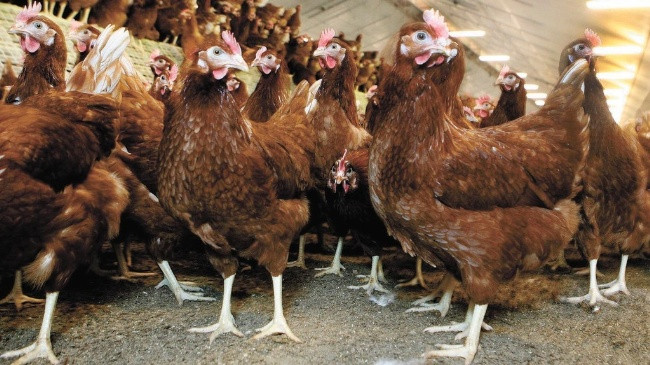 Gripi i shpezëve nuk transmetohet tek njeriu, thotë profesor Kapllan Sulaj