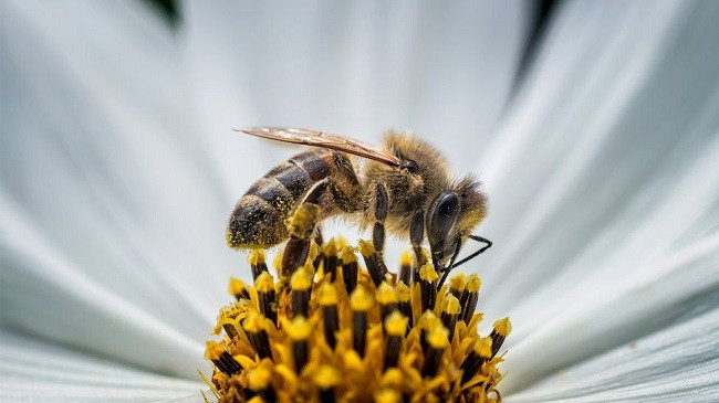 Çfarë është biodiversiteti dhe pse është i rëndësishëm?