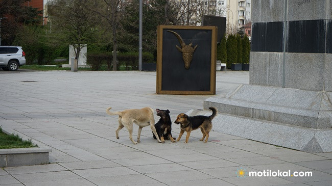 Komuna e Prishtinës kërkon bashkëpunimin e të gjitha institucioneve për zgjidhjen e problemit të qenve endacak