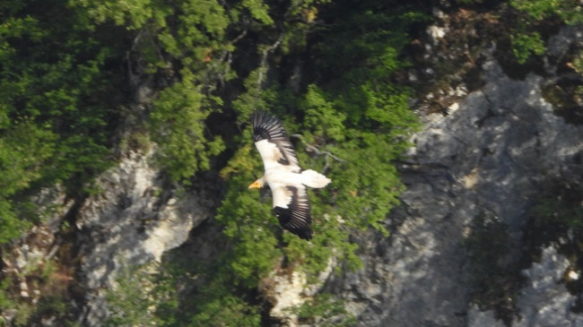 Kali i Qyqes rikthehet në Shqipëri